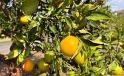 IMG 5727 ce
