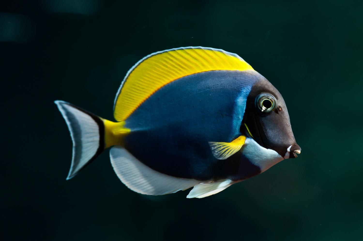 Hvidbrystet kirurgfisk