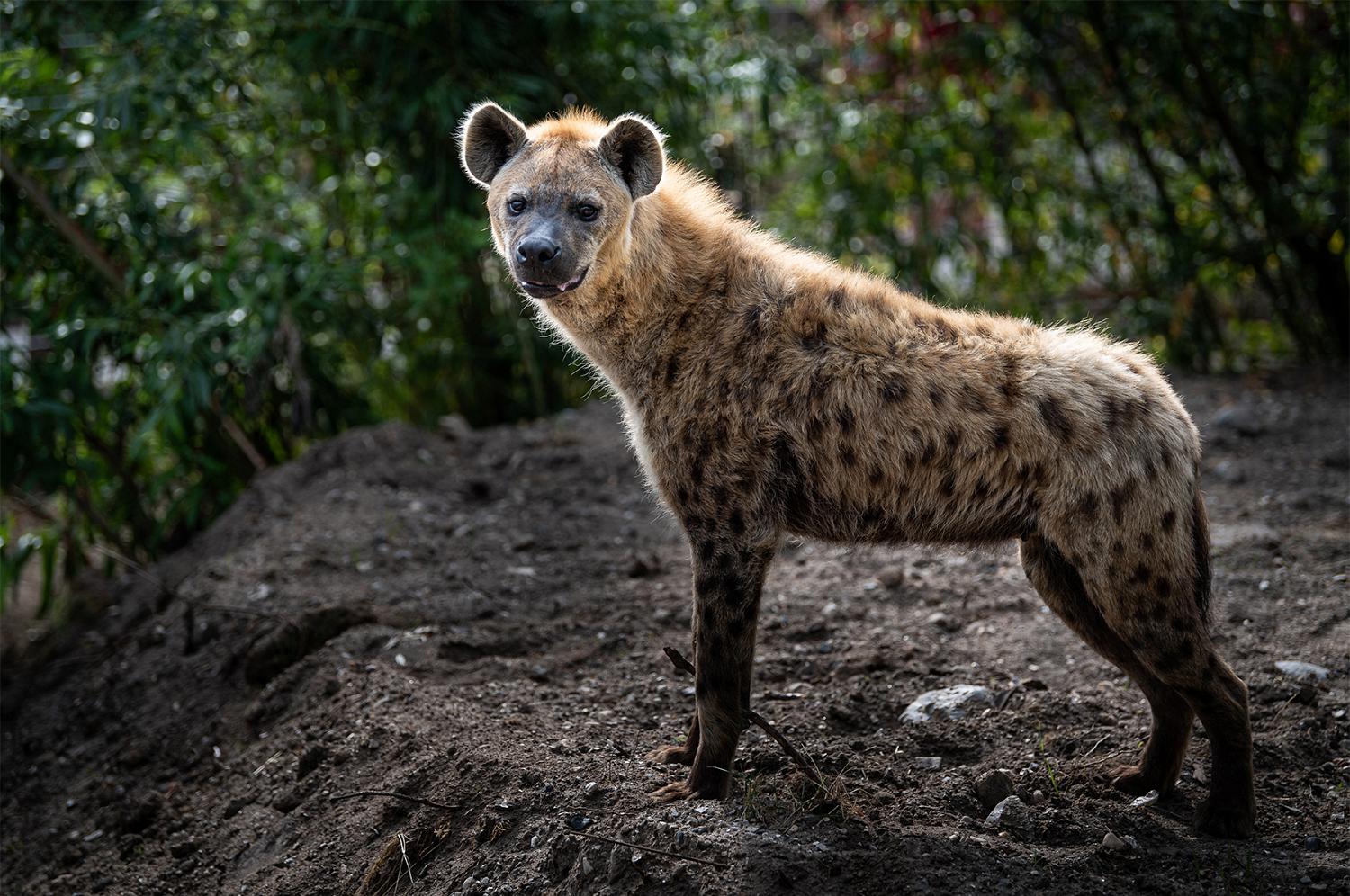 Plettet hyaene  Kibibi